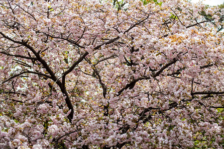 京都堀桜花