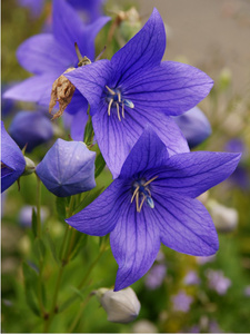 蓝钟植物的莱拉花
