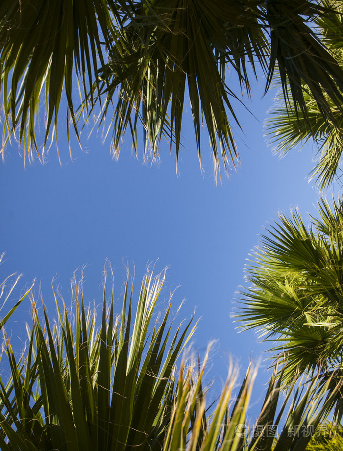 棕榈树叶子以自由文本空间, 热带背景