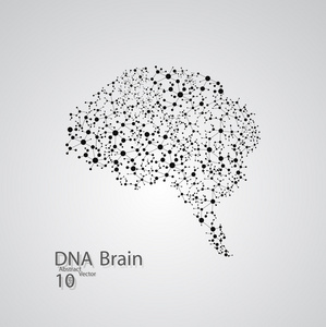 分子结构中脑的形式