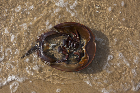 海滩上的螃蟹壳