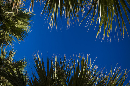 棕榈树叶子以自由文本空间, 热带背景