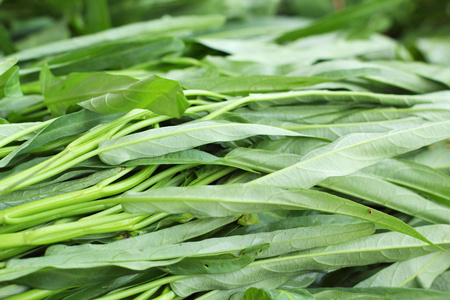 水菠菜图片-水菠菜素材-水菠菜插画-摄图新视界