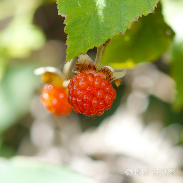 在森林里的成熟树莓
