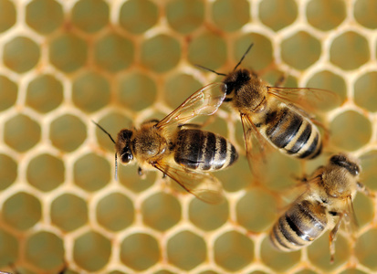关工作蜜蜂视图