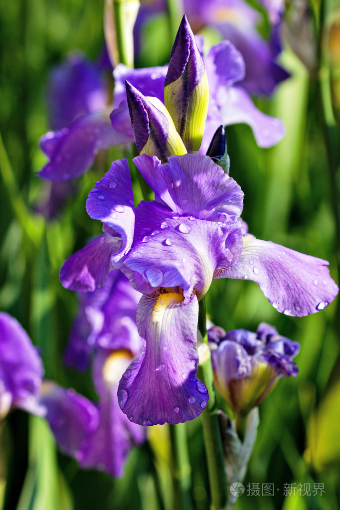 常见的花 紫色图片