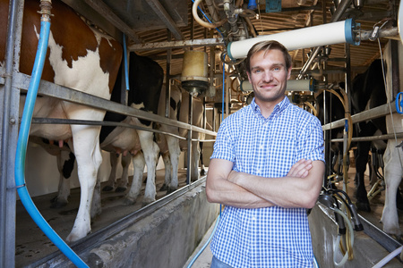 农夫与牛在挤奶棚的肖像