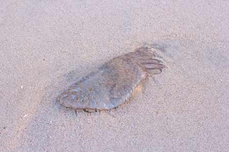 在海滩上搁浅的水母