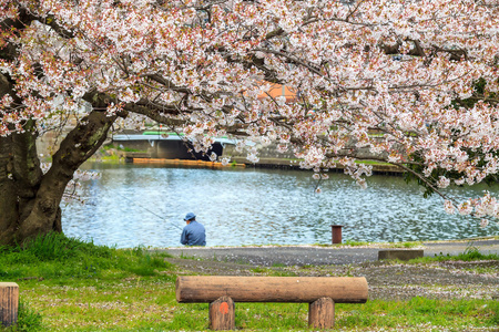 在日本京都的樱花季节