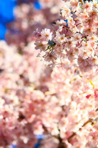 在日本京都的樱花季节