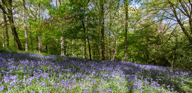 staffhurst oxted 萨里郡附近的树林中的风铃