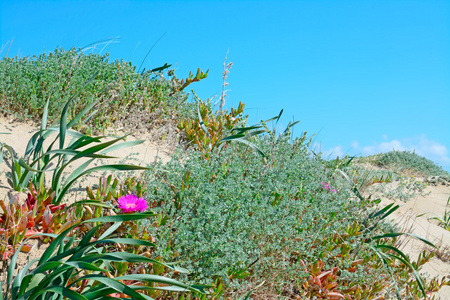 沙丘上的花