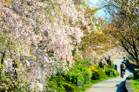 在日本京都的樱花季节图片
