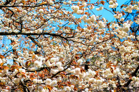 在日本京都的樱花季节图片