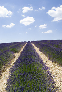 高原 valensole 著名的薰衣草田