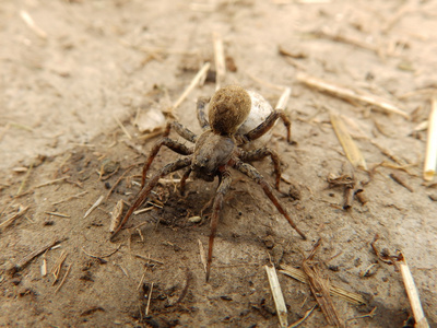 白蜘蛛恐惧症图片