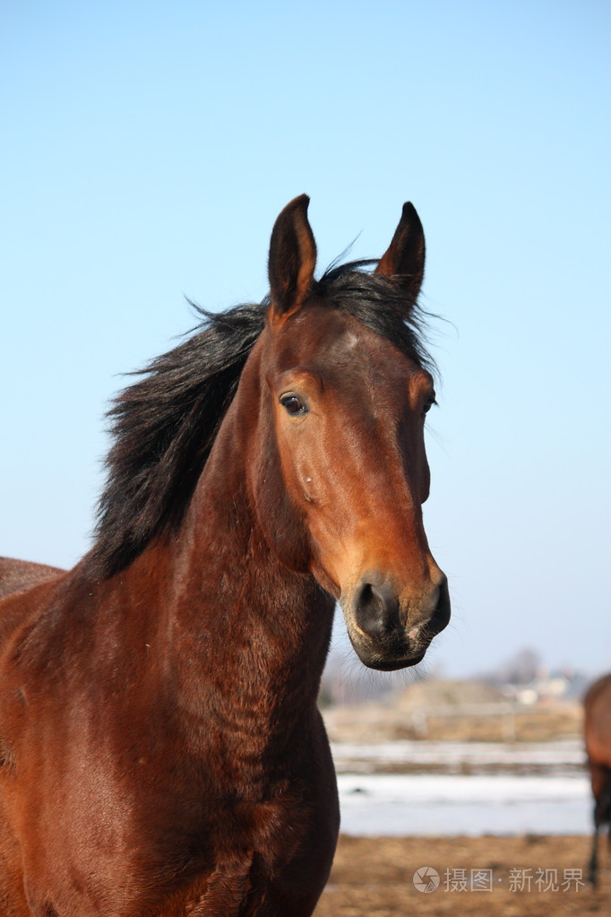 在早春匹漂亮的马画像