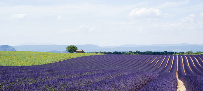 高原 valensole