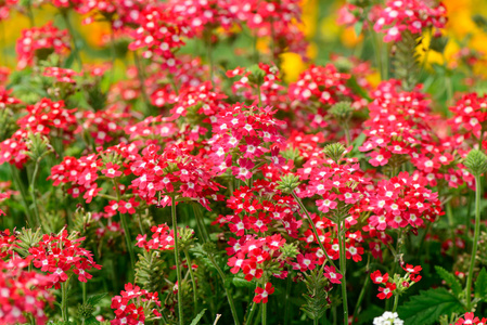 红色夏天庭院花