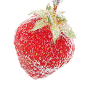 美草莓孤立在白色的泡沫水中