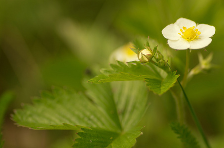 盛开的草莓盛开的花朵草莓照片