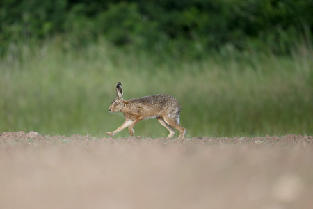 棕色野兔，天兔座 europaeus