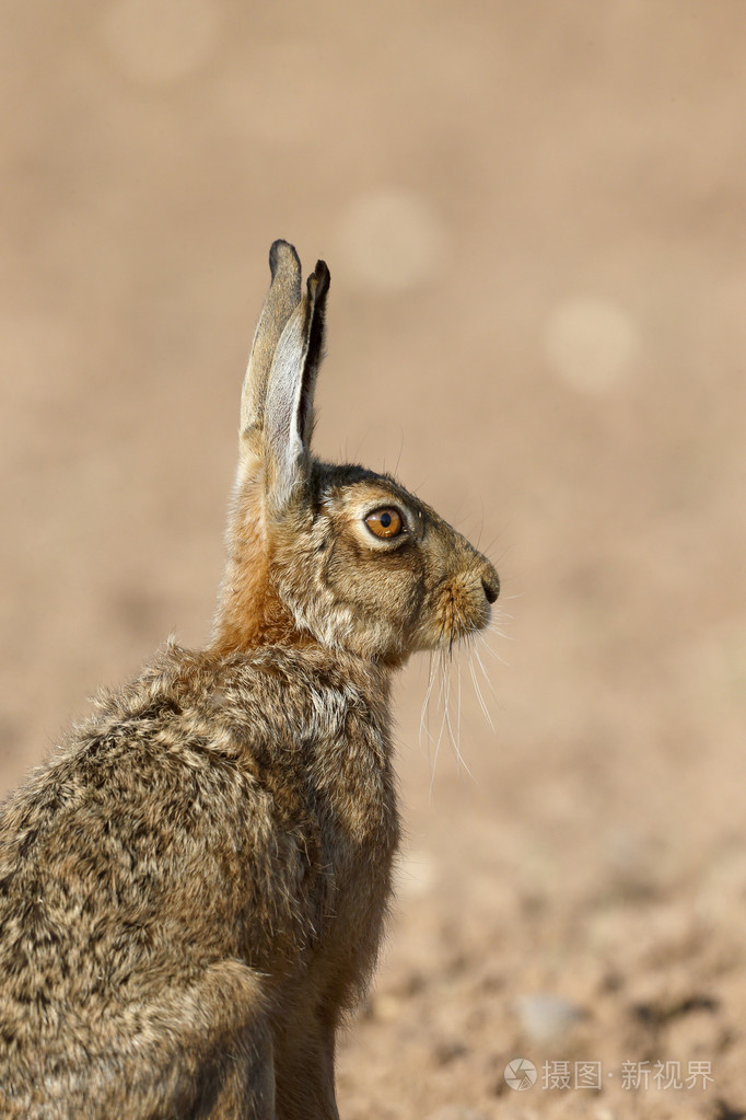 棕色野兔天兔座europaeus
