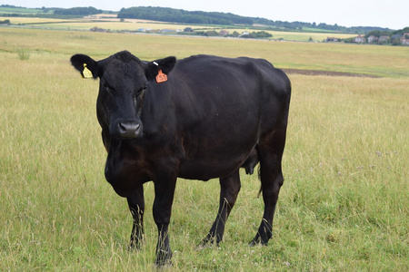 在字段中牛在字段中的黑牛照片