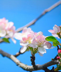 苹果花