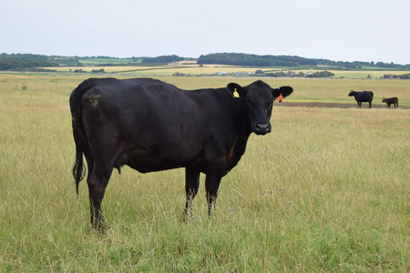 在字段中的黑牛照片