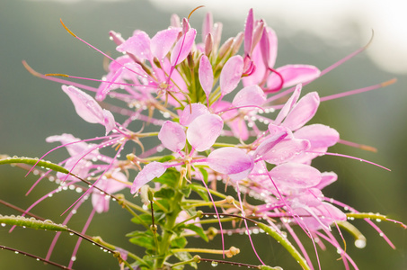 醉蝶花 hassleriana 或蜘蛛花朵或蜘蛛植物