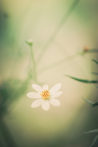 白色的雏菊或茼蒿花