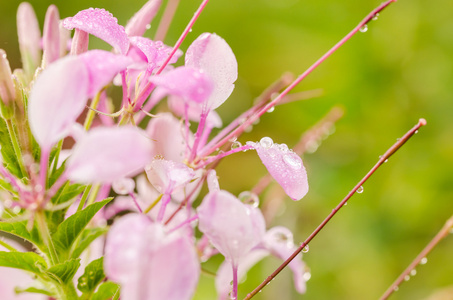 醉蝶花 hassleriana 或蜘蛛花朵或蜘蛛植物