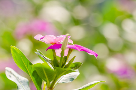 长春花或长春