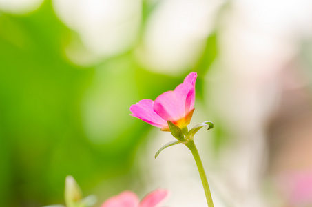 常见马齿苋或 Verdolaga 或藜草或小大猪草或脓