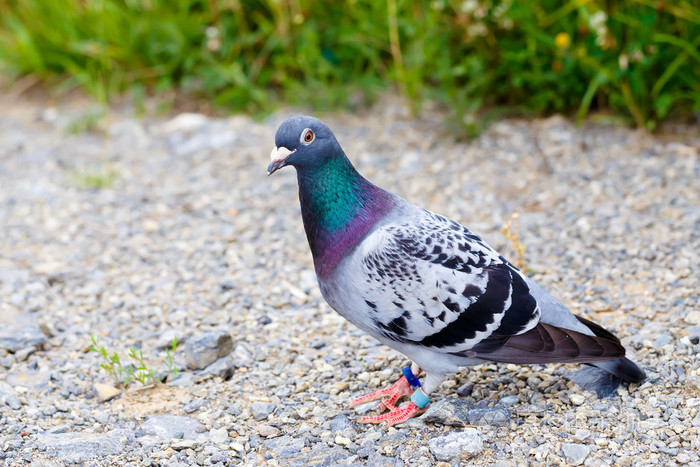 地上的灰鸽子鸽子