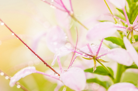 醉蝶花 hassleriana 或蜘蛛花朵或蜘蛛植物