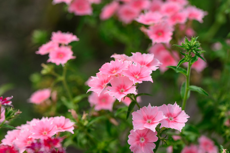 粉红色的夏季花园的花