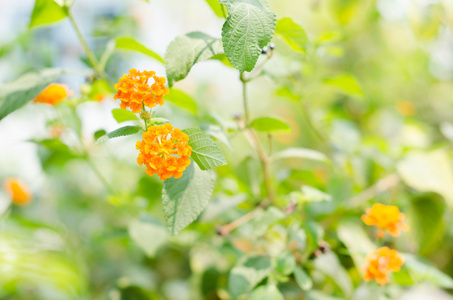 马缨丹 野生鼠尾草或布金