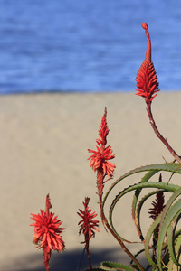 海滩上的红花