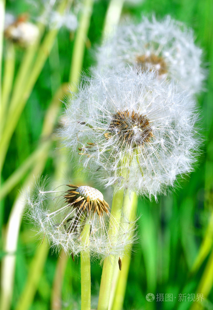 dandelion 种子在早晨阳光反对新鲜的绿色后面