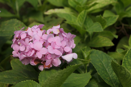 粉色的花