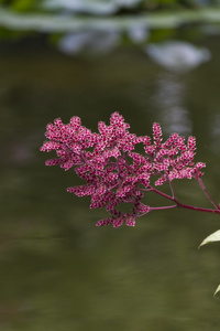 花水