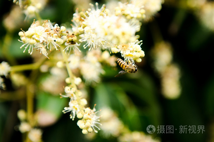 工作蜜蜂收集花蜜从龙眼花