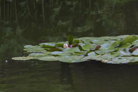 在湖中的睡莲