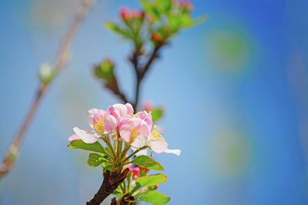 花和天空