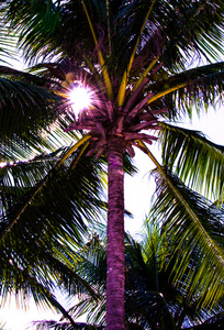 棕榈树与复古夏天滤镜效果