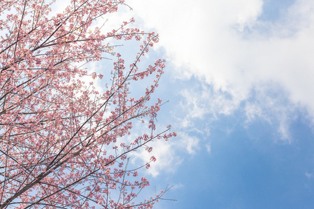 樱花花和天空云为自然背景的