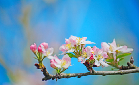 苹果公司分公司