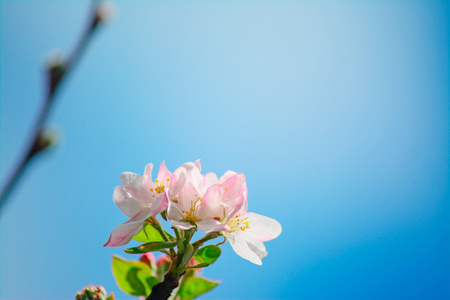 苹果花和蓝天